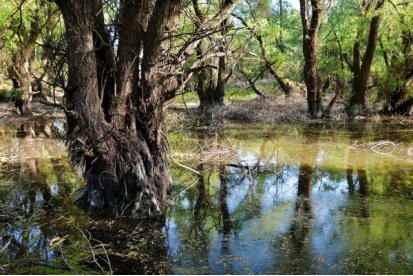 Excursii Litoralul Romanesc Ruta Albastra Excursie O Zi In Delta