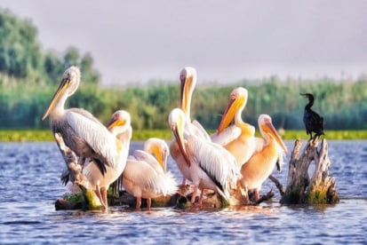 Foto Ruta Albastra - Excursie O zi in Delta ( grup privat, 2 persoane) 