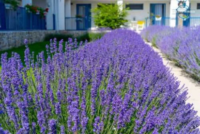 Foto Camere The Old Border Vama Veche 2 Mai
