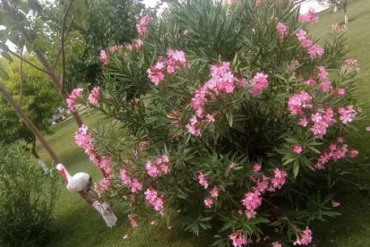 Foto Guest house Pestele ca odinioara Murighiol