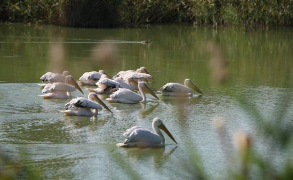 Microrezervatia Naturala Constanta