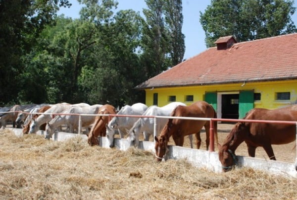 Herghelia Mangalia - obiective turistice Mangalia